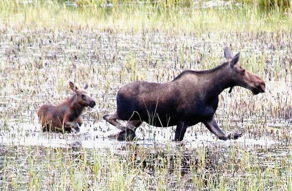 Following Mom